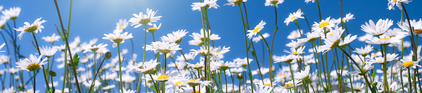 Daisies walker banner