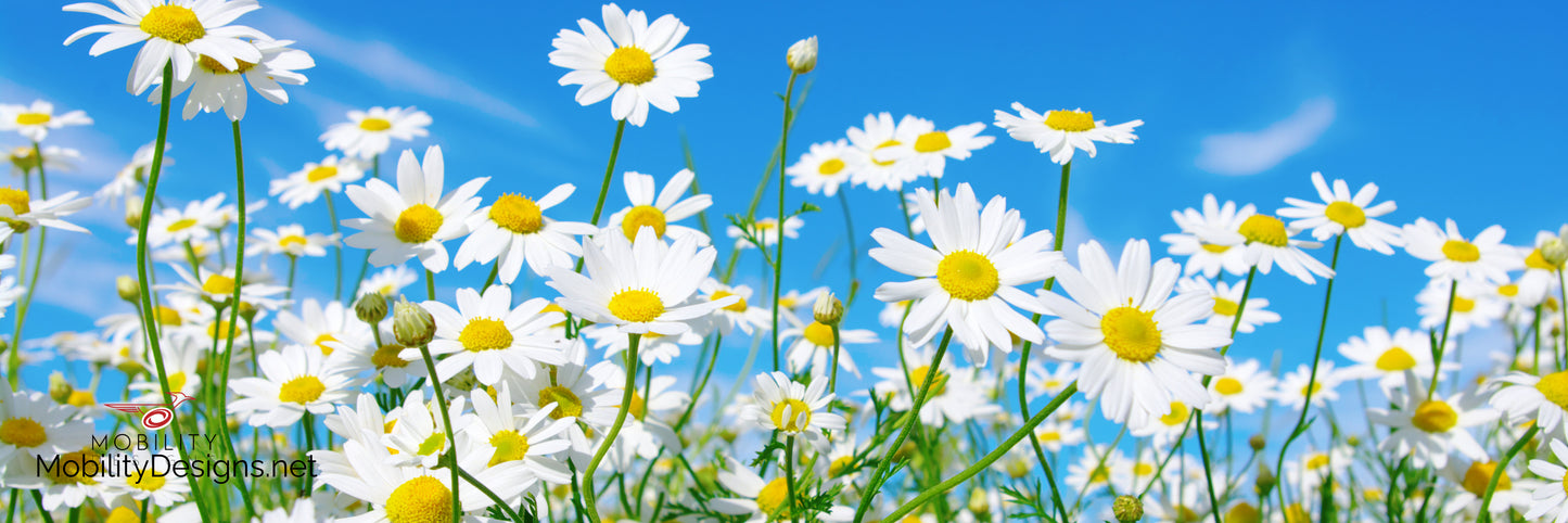 Daisies wheelchair banner