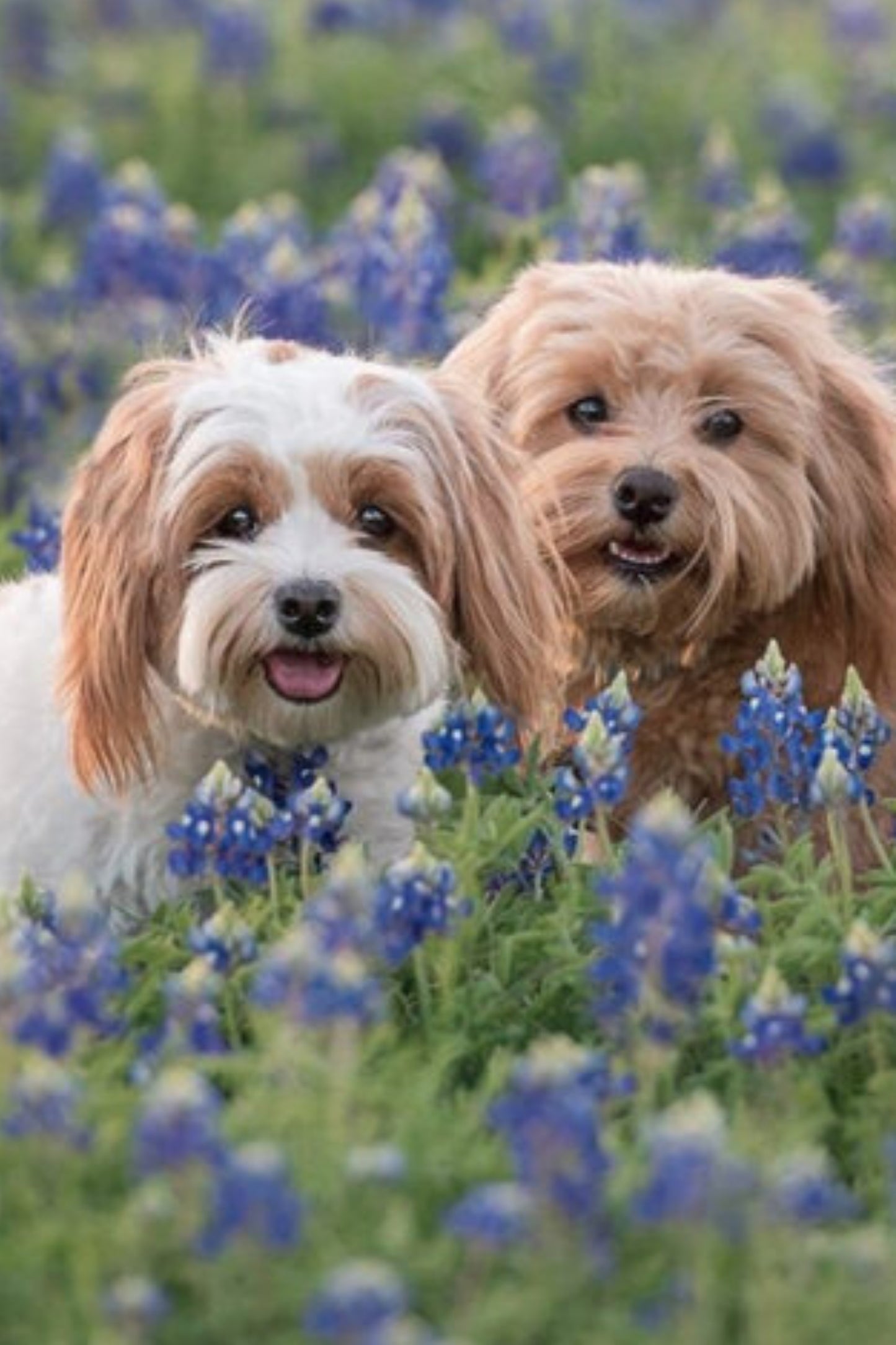 Puppies and flowers scooters