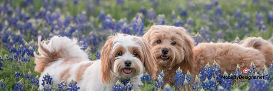 Puppies and flowers